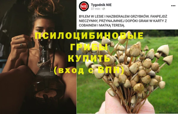 ПСИЛОЦИБИНОВЫЕ ГРИБЫ Армянск